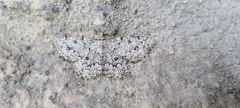 Gnophini