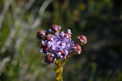 Pseudoselago rapunculoides