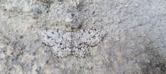 Gnophini
