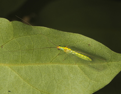 Plesiochrysa atalotis