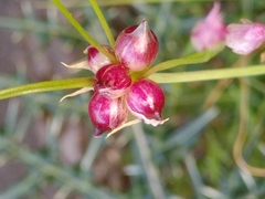 Allium roseum