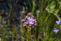 Pseudoselago rapunculoides