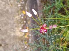 Allium roseum