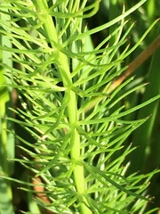 Carum verticillatum