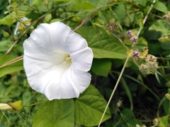 Calystegia silvatica