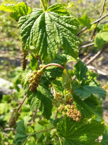 Image of Ribes mandshuricum by no rights reserved