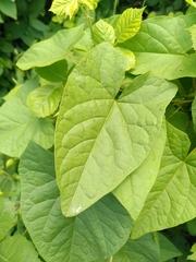 Calystegia silvatica
