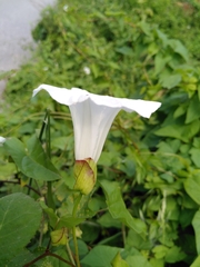 Calystegia silvatica