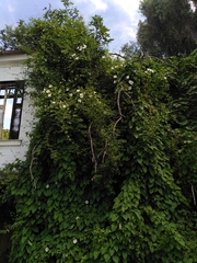 Calystegia silvatica