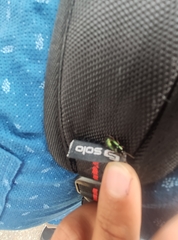 Phyllobius argentatus