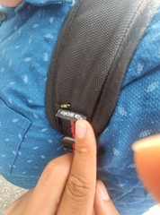 Phyllobius argentatus