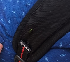 Phyllobius argentatus