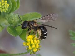 Halictus maculatus