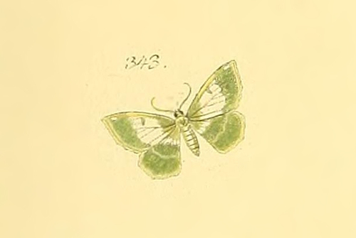 Hydata translucidaria
