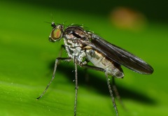 Scelloides ornatipes