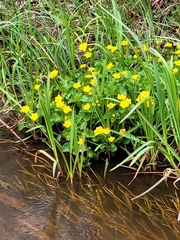 Caltha palustris palustris
