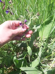Pulmonaria mollis