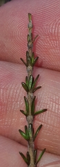 Coprosma brunnea