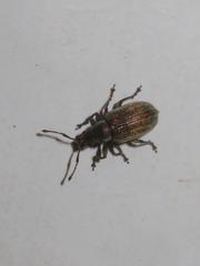 Phyllobius vespertinus