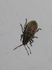Phyllobius vespertinus