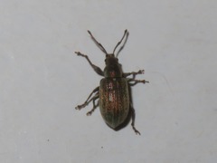 Phyllobius vespertinus