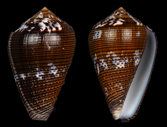 Conus catus