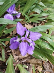 Iris tectorum