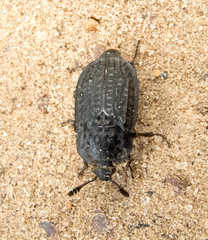 Thanatophilus rugosus