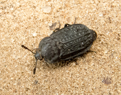 Thanatophilus rugosus