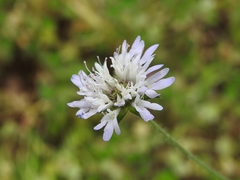 Knautia integrifolia