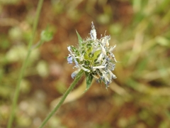 Knautia integrifolia