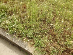 Knautia integrifolia