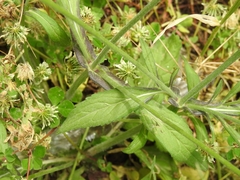 Knautia integrifolia