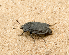 Thanatophilus rugosus