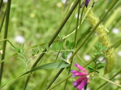 Vicia eriocarpa