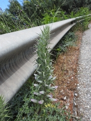 Acanthus spinosus