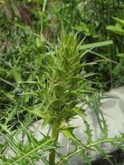 Acanthus spinosus