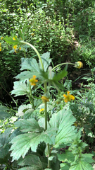 Geum macrophyllum