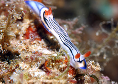 Hypselodoris maritima