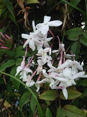 Jasminum grandiflorum
