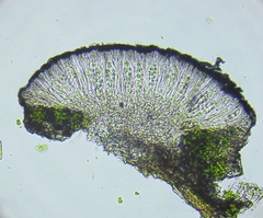 Caloplaca floridana