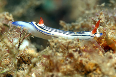 Hypselodoris maritima