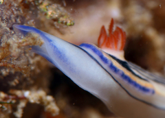 Hypselodoris maritima