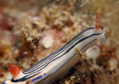 Hypselodoris maritima