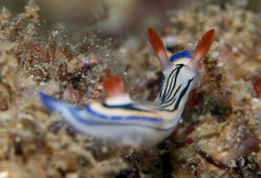 Hypselodoris maritima