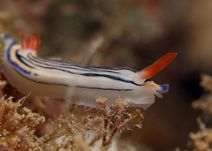 Hypselodoris maritima