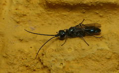 Trirogma caerulea