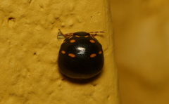 Paracopta duodecimpunctata