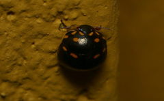 Paracopta duodecimpunctata