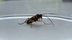 Diphyus quadripunctorius